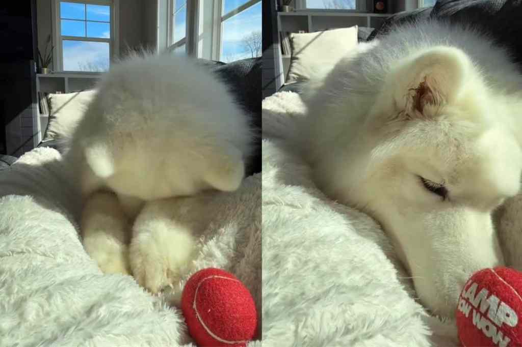 Dog confused between playing and cuddling.