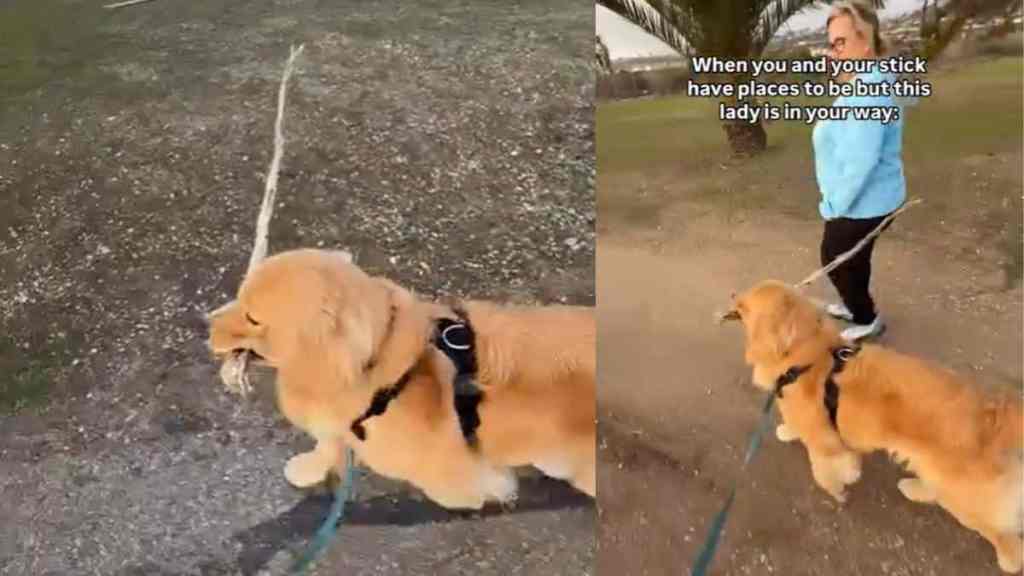 Video: Dog Proves Nothing Is More Important to Him Than His Stick
