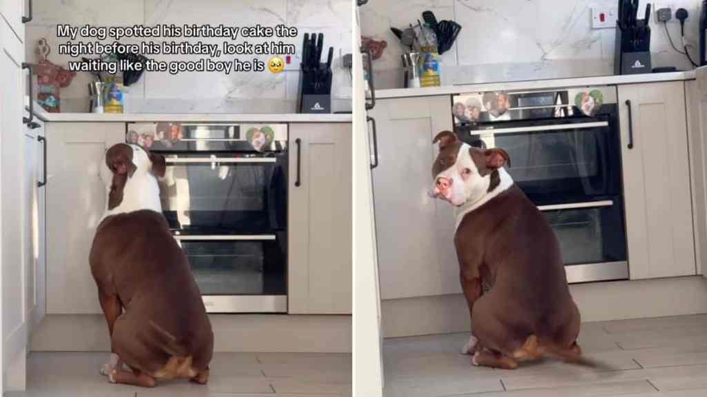 pit bull birthday cake video