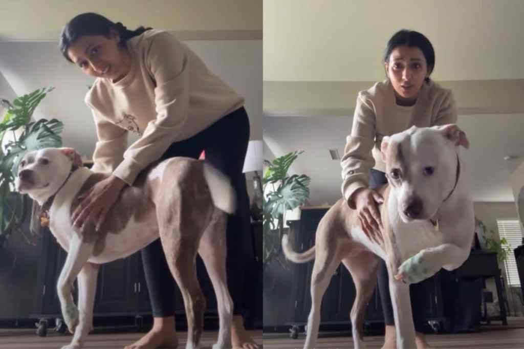 Video of dog’s reaction to injury.
