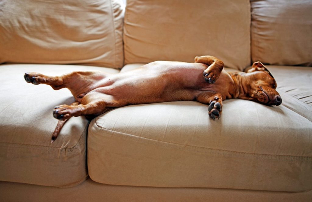 A female miniature dachshund sleeping on a sofa at home.