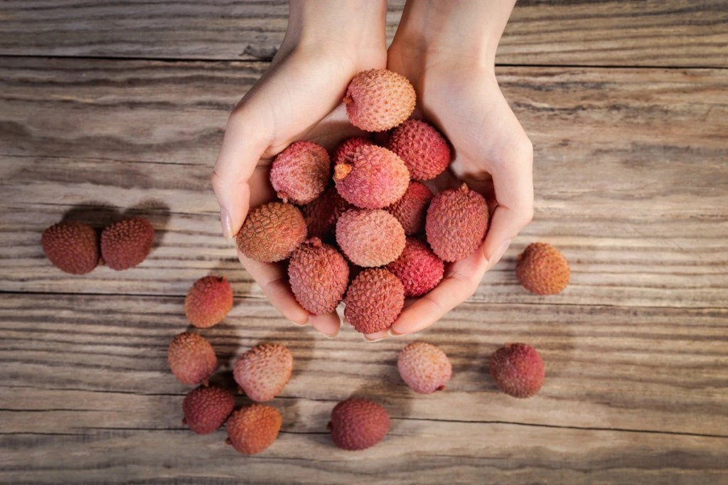 A girl holds a cluster of lychee fruit, which dogs can eat but shouldn't due to potential risks of gastrointestinal blockages and effects on glucose levels.