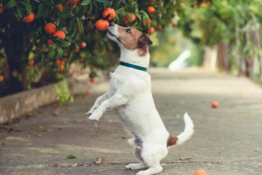 Jack Russell Terrier rearing up to get mandarin.