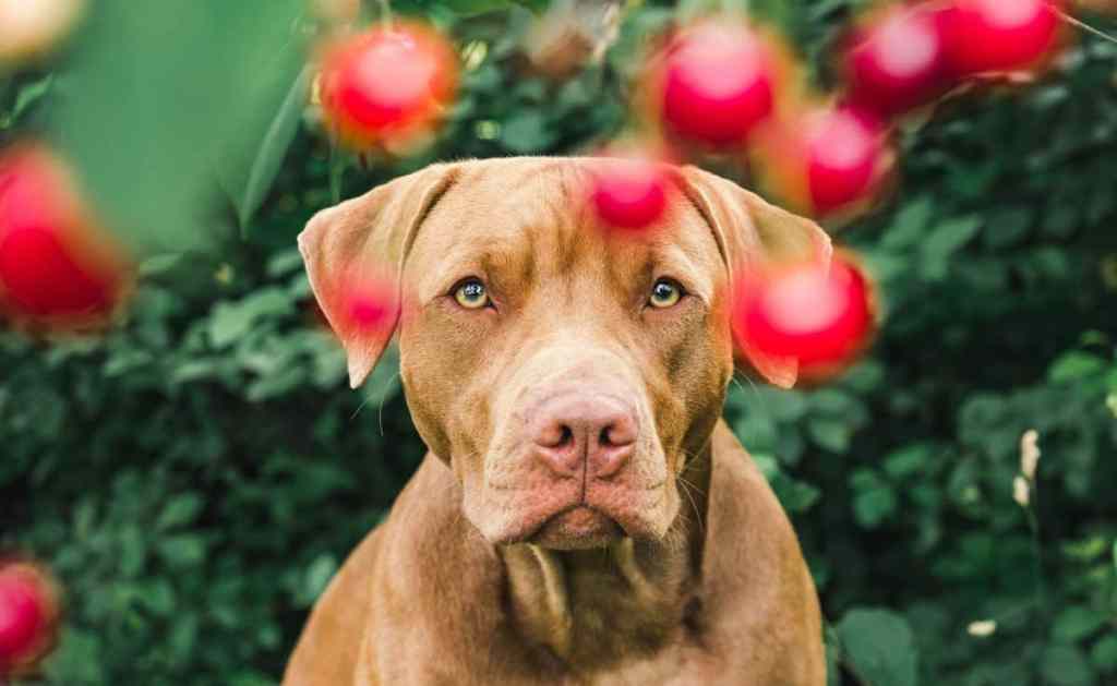 A chocolate colored dog looks longingly at cherries on a tree, which are not safe for dogs.