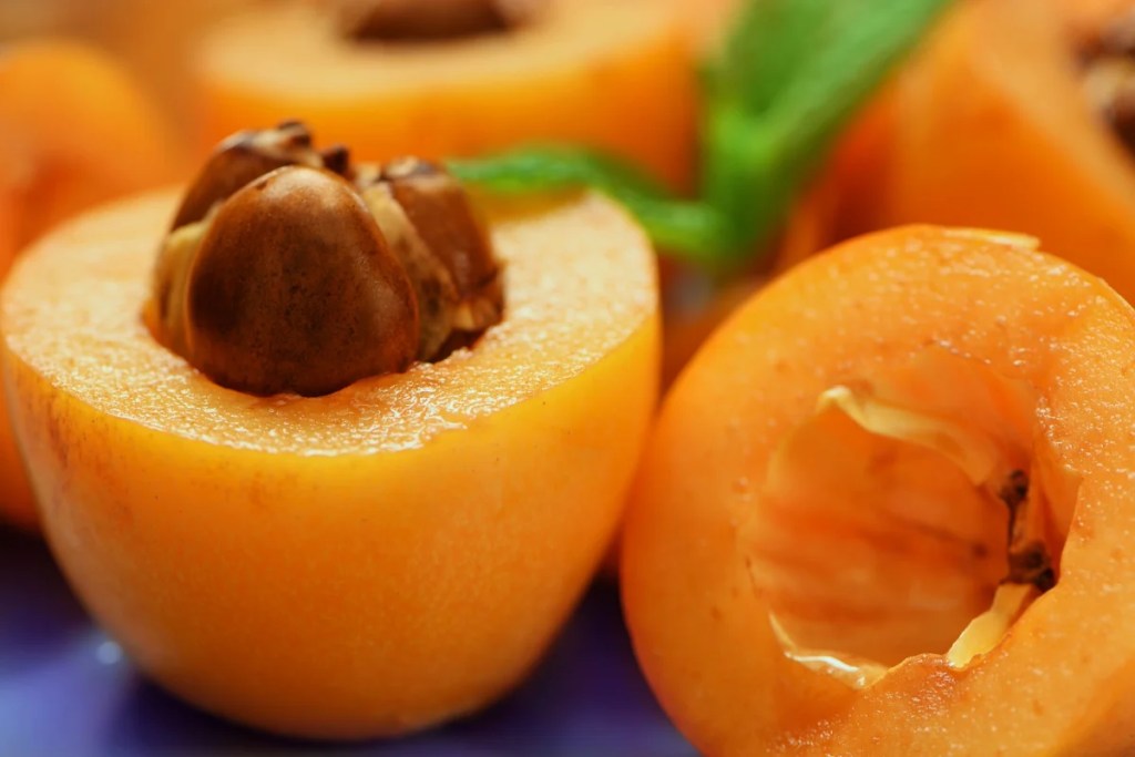 A closeup photo of the loquat fruit, which is technically safe for dogs to eat if only the flesh is consumed.