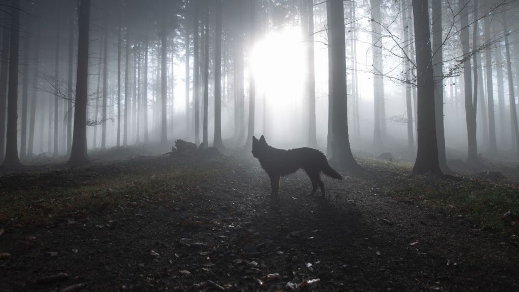 Silhouette of wolf standing against trees in forest.