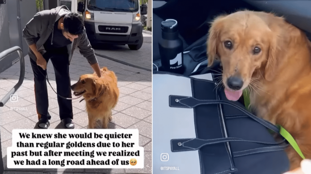 emotional dog video