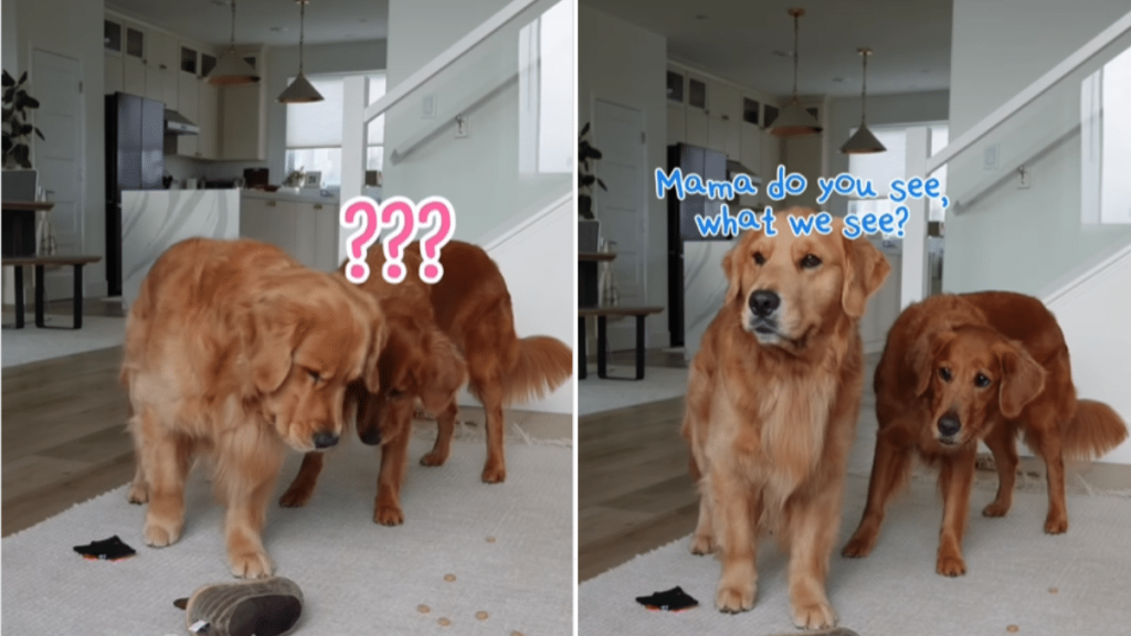 funny dog video