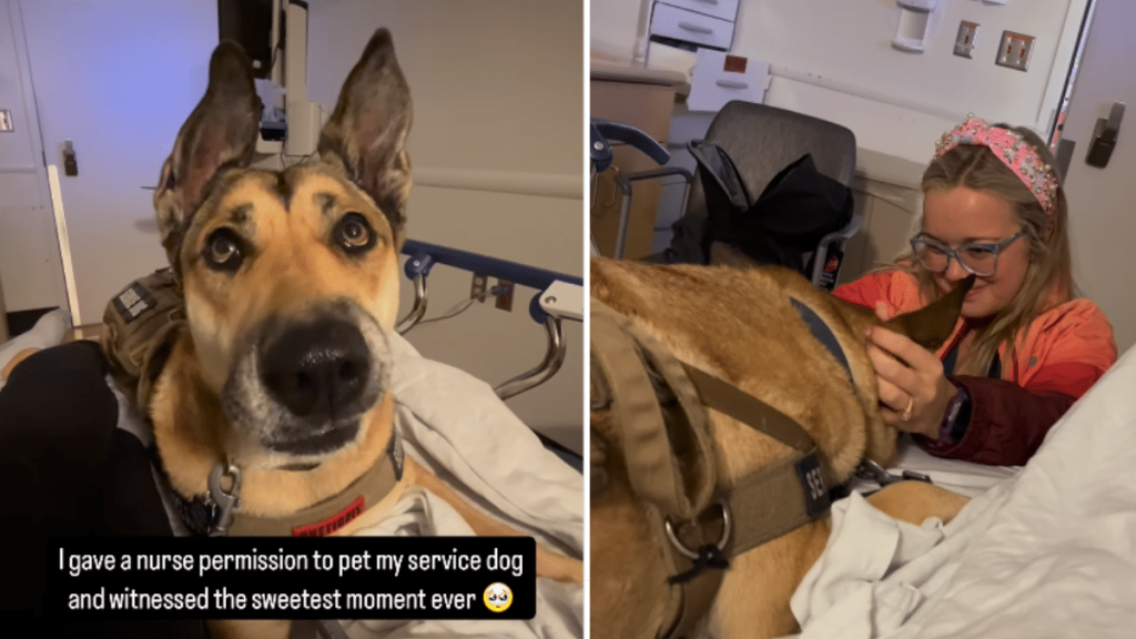 adorable dog video