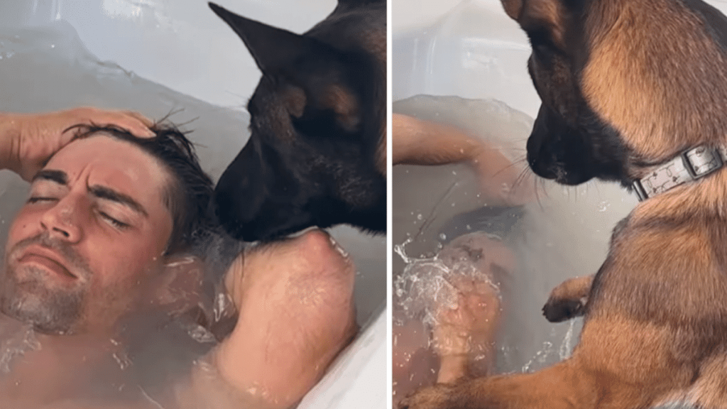 funny dog video
