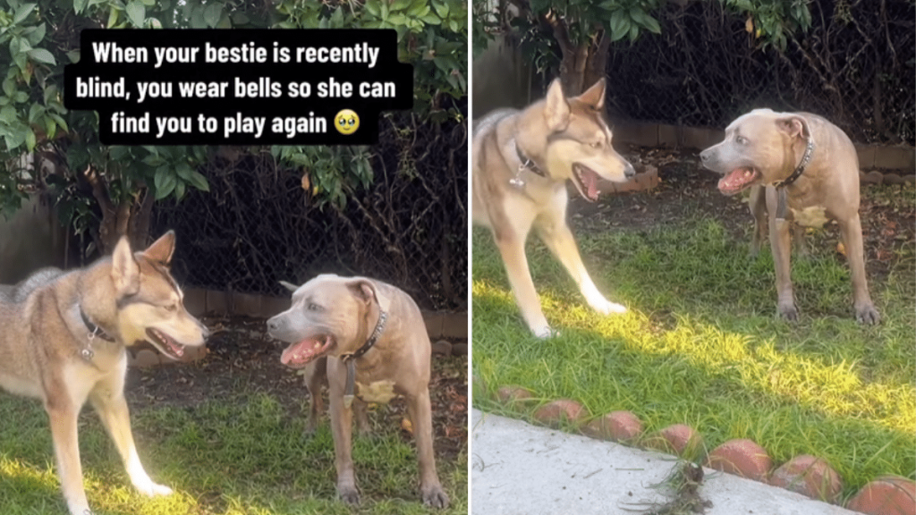 adorable dog video