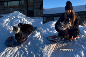 adorable dogs video
