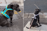 funny dog video