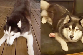 dog bunny mode