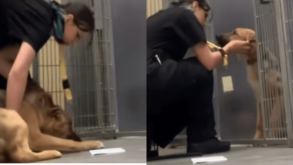 shelter dog video