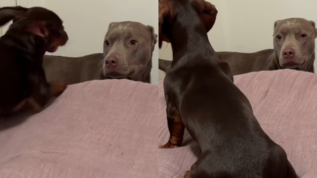 dog sister video