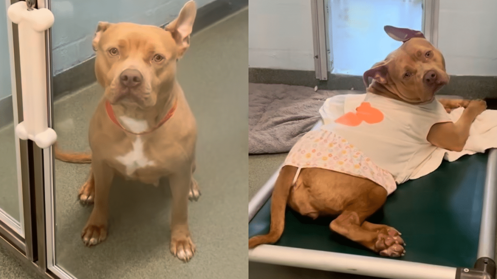 dog shelter video