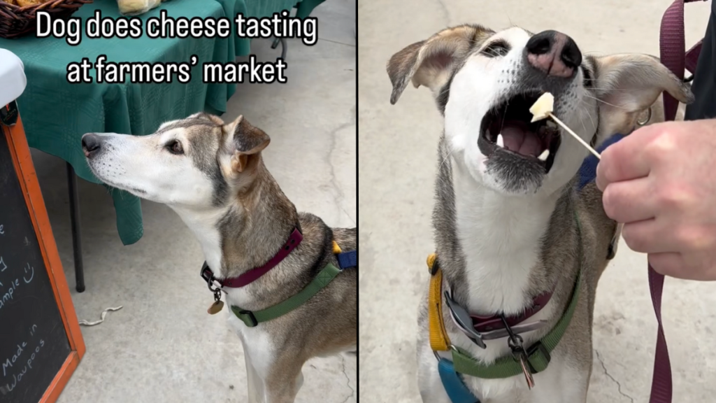 dog cheese video