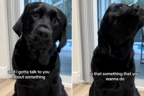 viral dog video