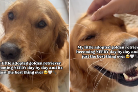 adopted dog needy video