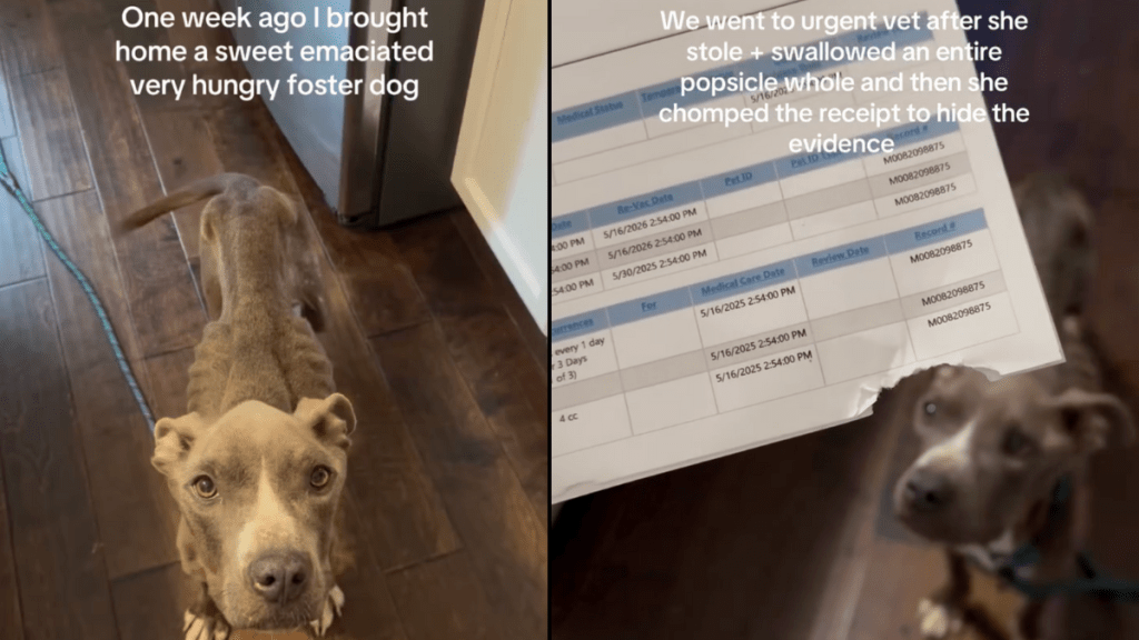 foster dog video