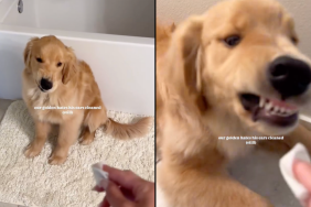 dog ear clean video