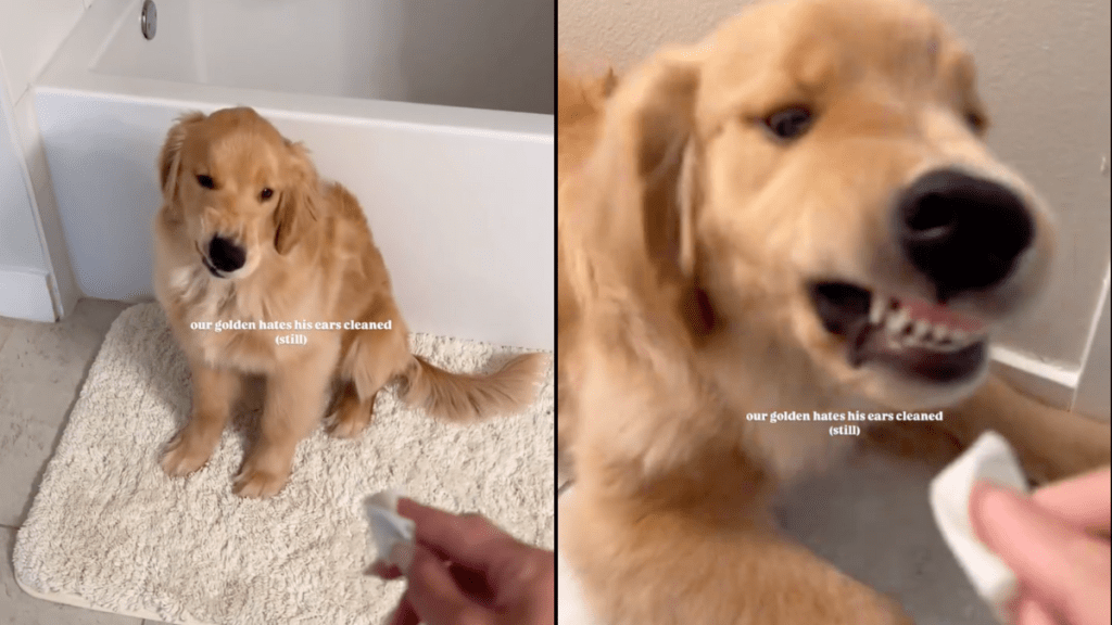 dog ear clean video