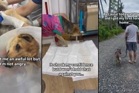 dog recovery video