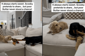 dog sibling video