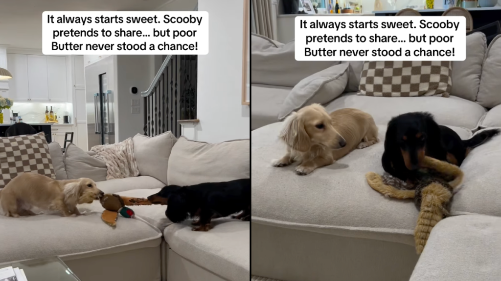 dog sibling video