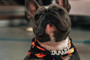 JuJu Smith-Schuster's Dog Boujee