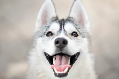 How Many Teeth Do Dogs Have