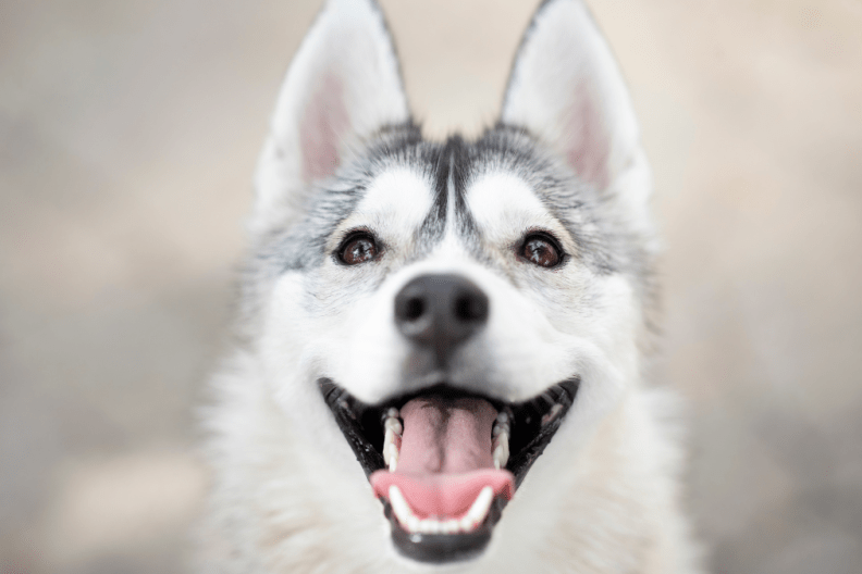 How Many Teeth Do Dogs Have