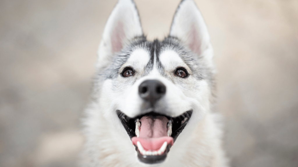 How Many Teeth Do Dogs Have