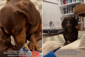dog unwrap present