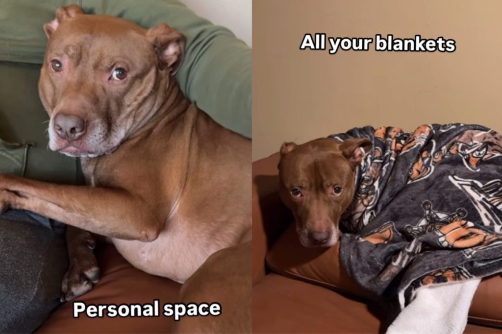 Bully owner video