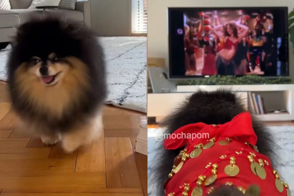 dog Shakira dance video
