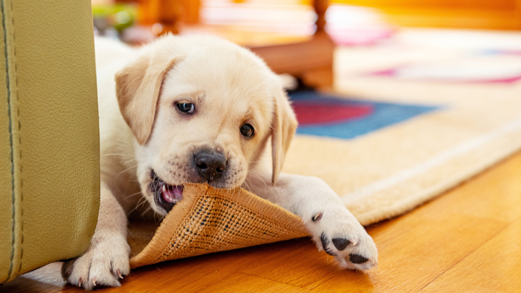 Cobbing in Dogs