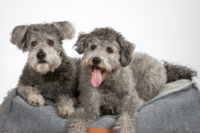 Rarest dog breeds
