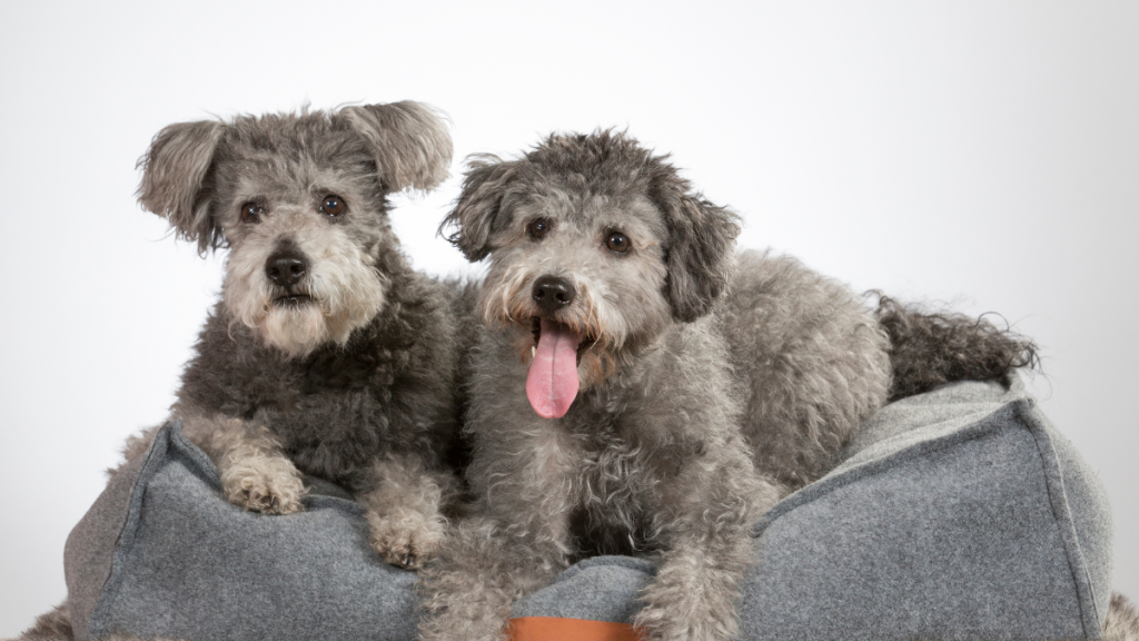 Rarest dog breeds