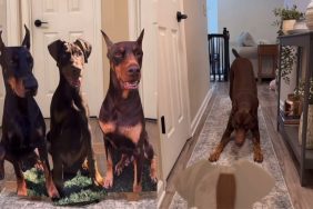 Video of dog’s reaction to lifesize poster.