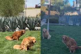 Video of dogs in sync