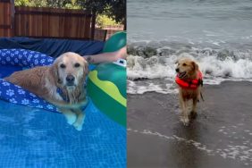 Dog pool party baywatch.
