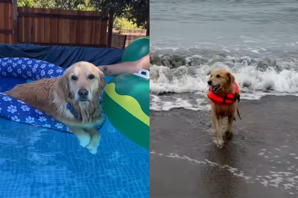 Dog pool party baywatch.