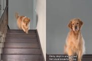 dog breakfast video