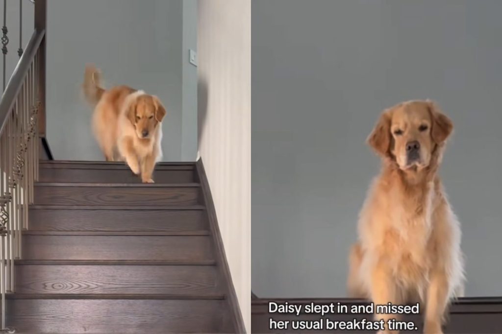 dog breakfast video