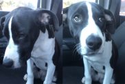 shelter dog adoption video