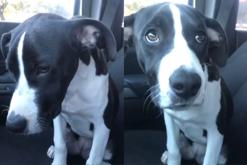shelter dog adoption video