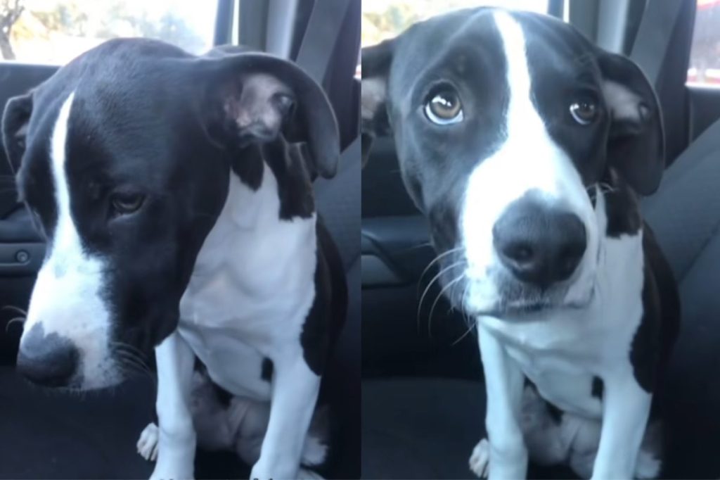 shelter dog adoption video