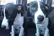 shelter dog adoption video